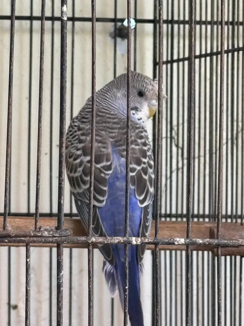 Rare Hogoromo Cross Budgies – Great Breeding Potential — photo 8