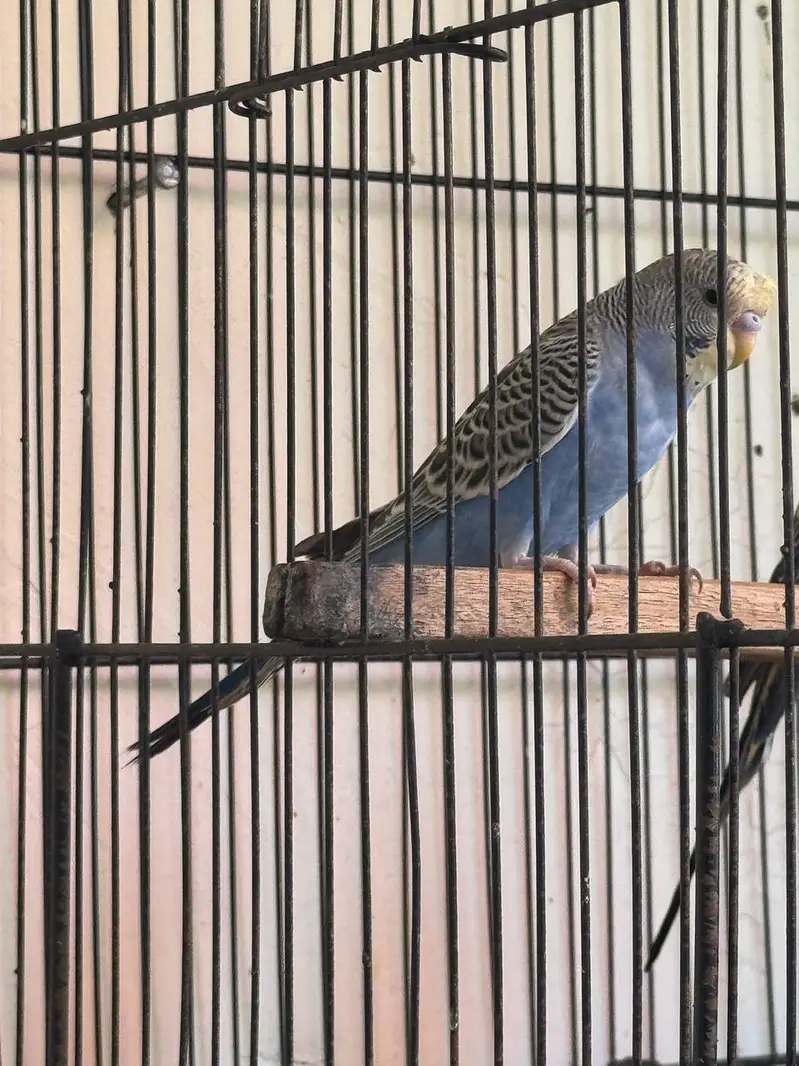 Rare Hogoromo Cross Budgies – Great Breeding Potential — photo 9