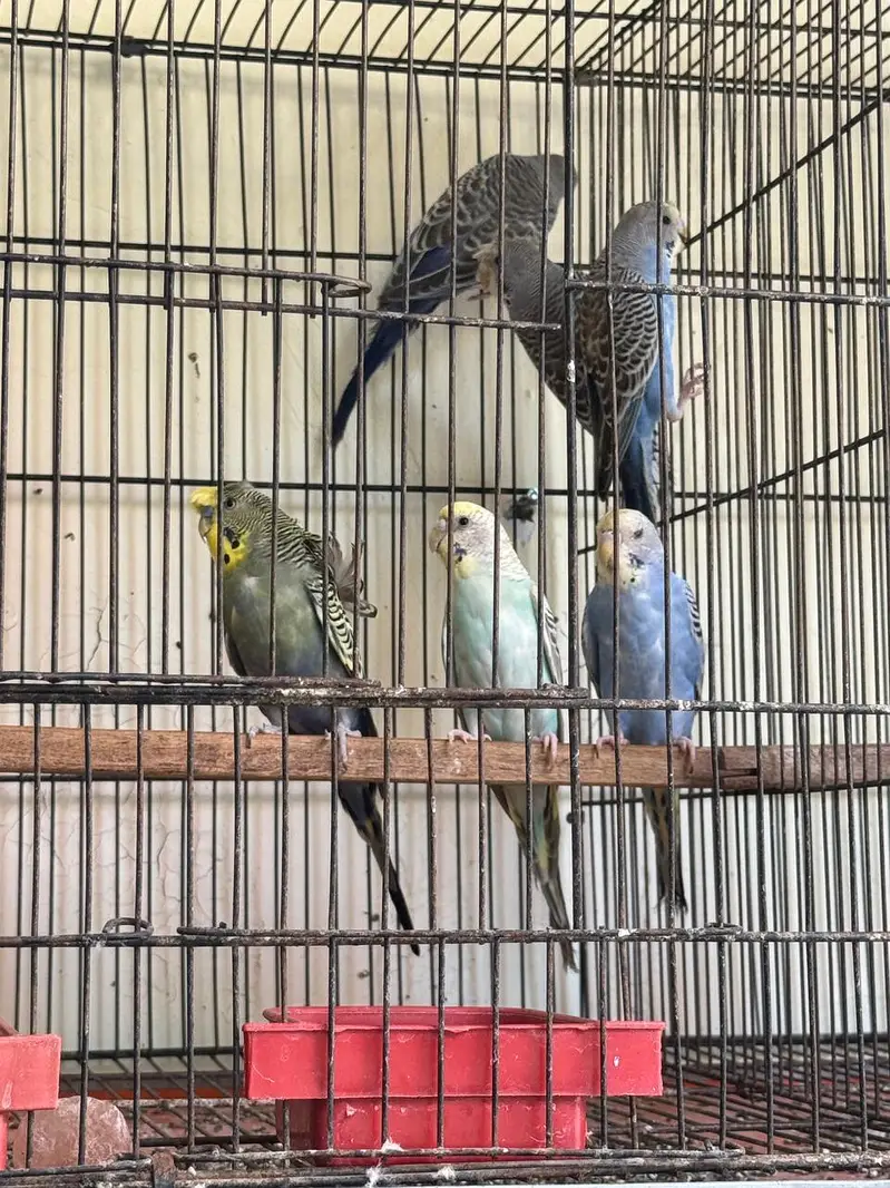 Rare Hogoromo Cross Budgies – Great Breeding Potential — photo 10