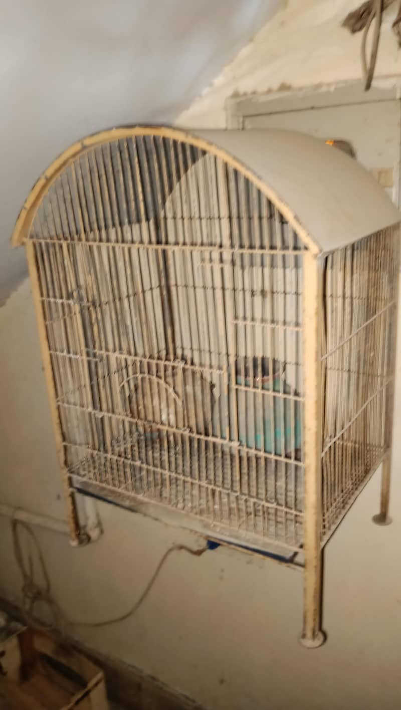 cage available 2