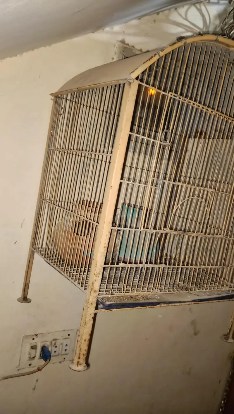 cage available — photo 4
