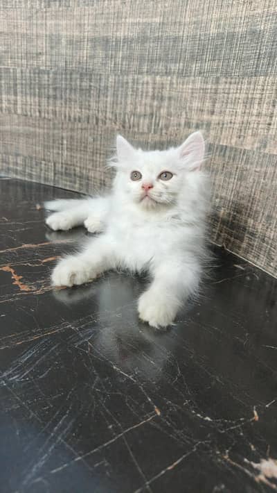 persian kittens triple code and healthy kittens playfull