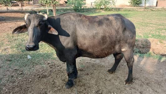 buffalo