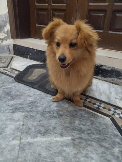 mini retriever 7 months old