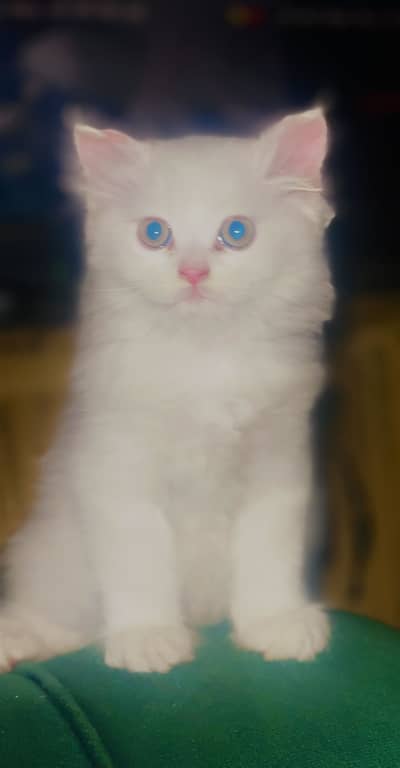 Persian kitten white