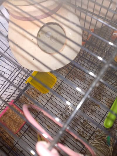 love birds and budgei