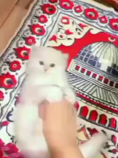 (Persian female kitten) (for sale all) (Pakistan delivery available)