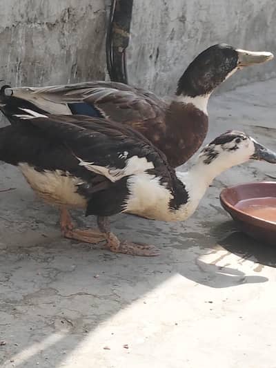 small duck price