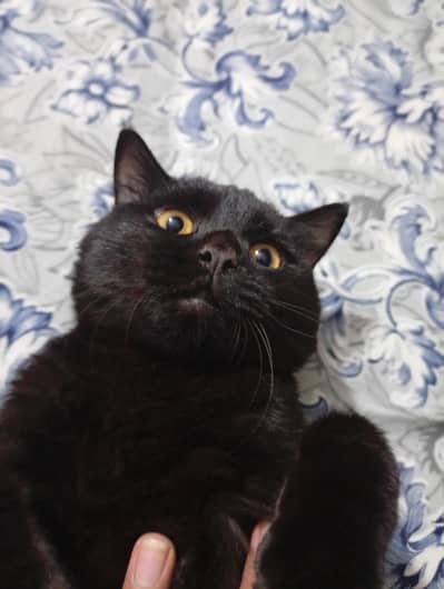 black cat for sale