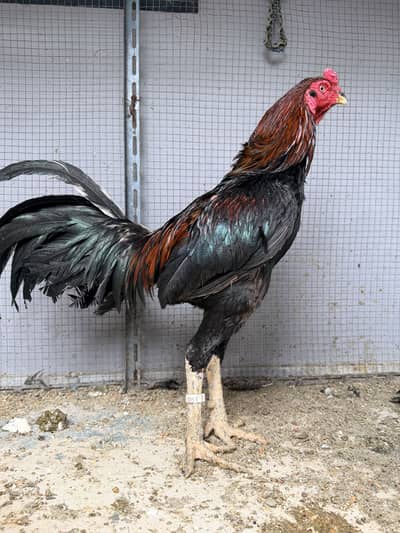 Aseel   pair available
