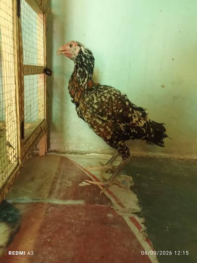 aseel mianwali 3 murghi 1 murgha