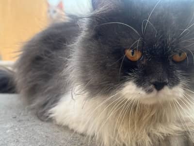 Oreo pure Persian Stud male