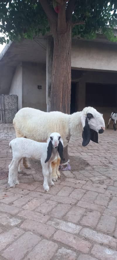 kajlee sheep