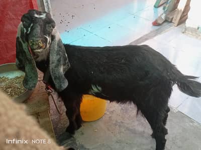 Path Female Goat urgent sale