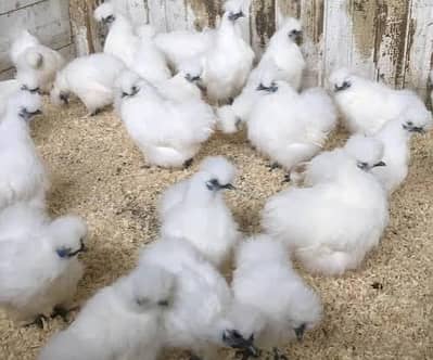 silky chick's 3 months 4500 pair