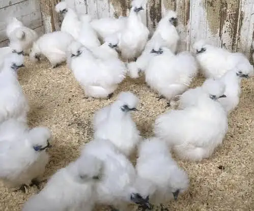 silky chick's 3 months 4500 pair