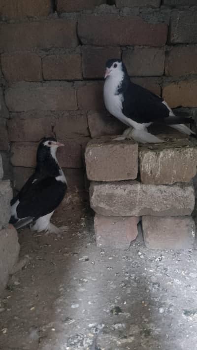 sherazi breeder pair for sale