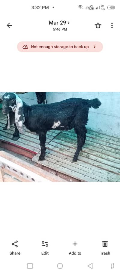 Path Female Goat urgent sale