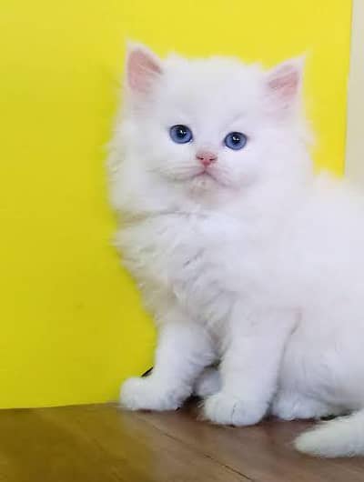 Persian kittens