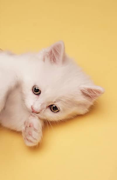 Persian kittens