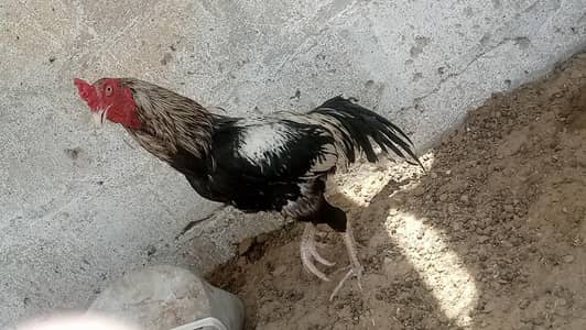 Java murga for sale