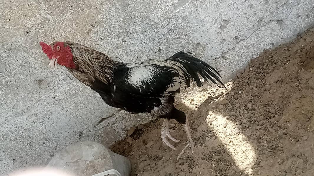 Java murga for sale 0
