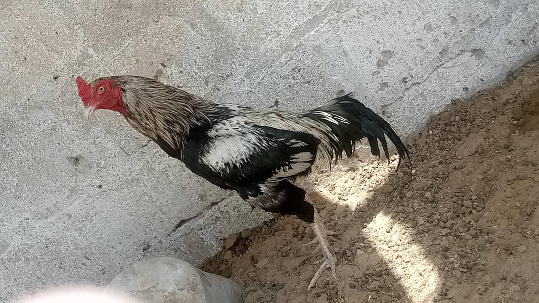 Java murga for sale 1