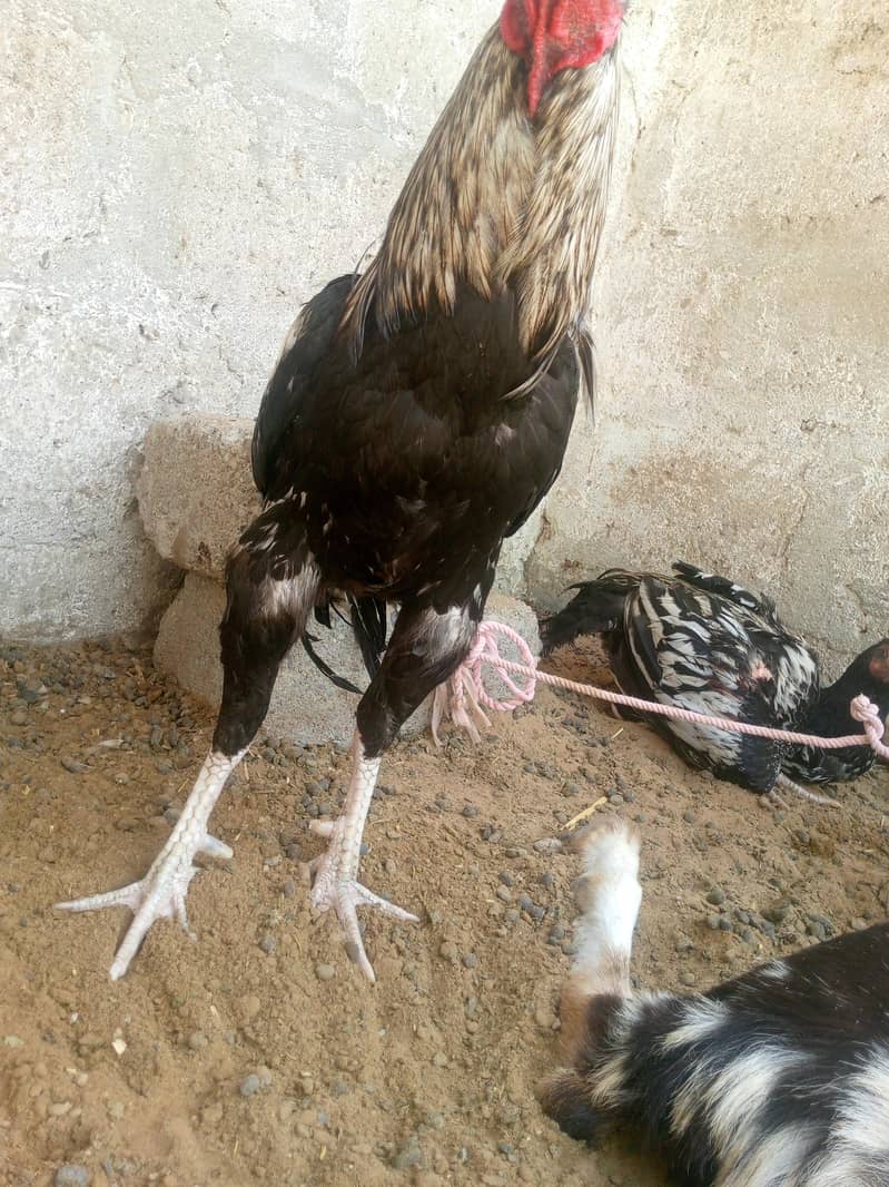 Java murga for sale 2