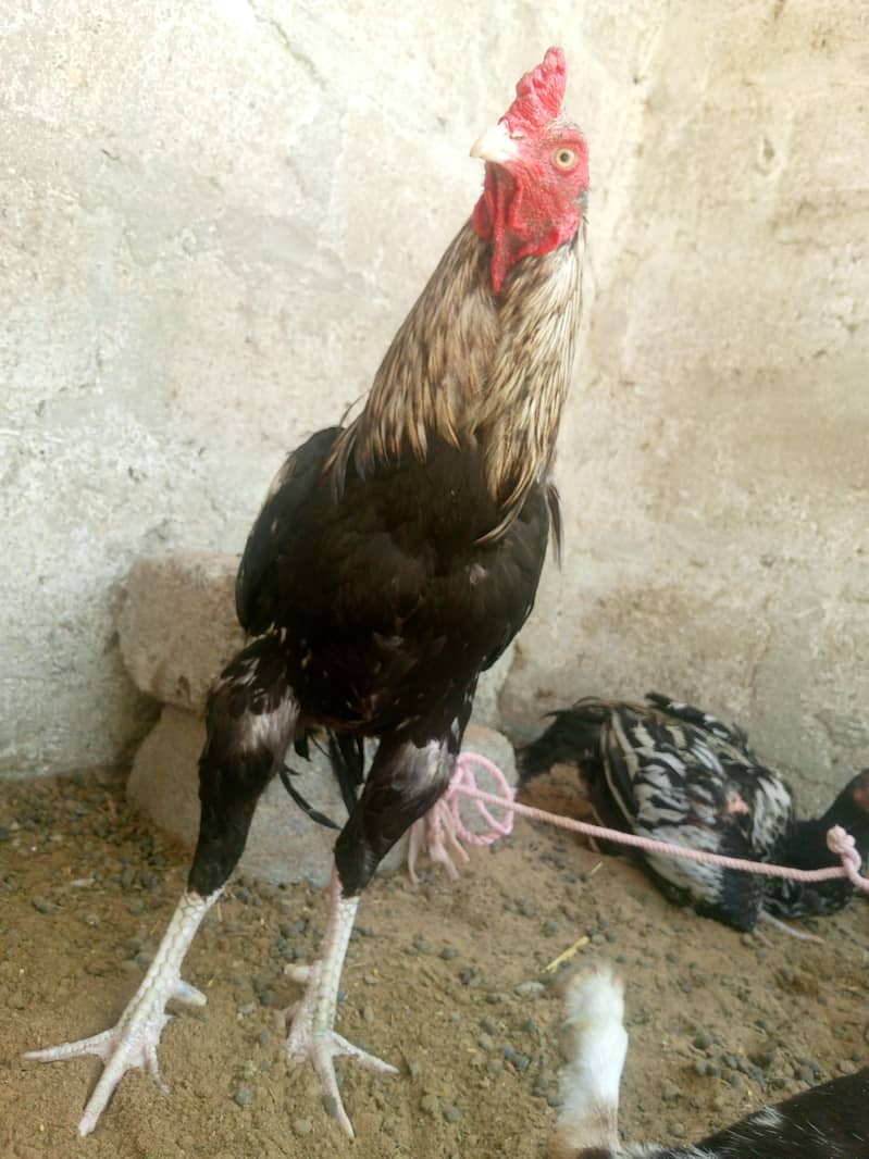 Java murga for sale 3