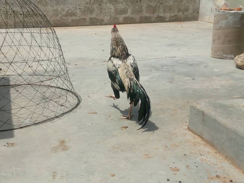 Java murga for sale 4