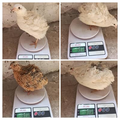 Jumbo and Button Quail