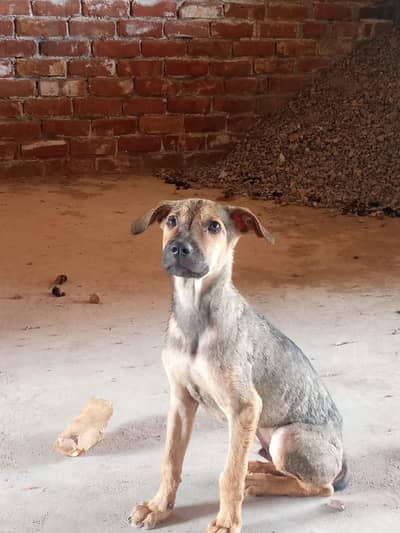 Afghan Khuchi puppy