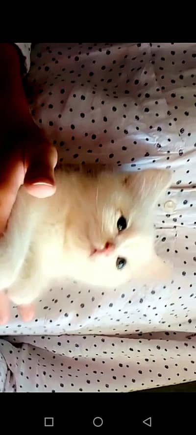 Persian kitten for sale (LOW PRICE)