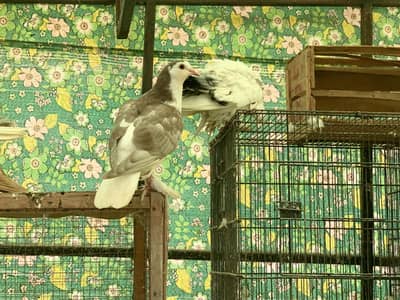 Sherazi pigeon
