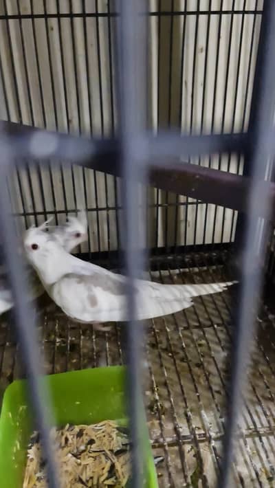 Fawn fallow red eyes pied high quality juvenile cockatiel read full ad