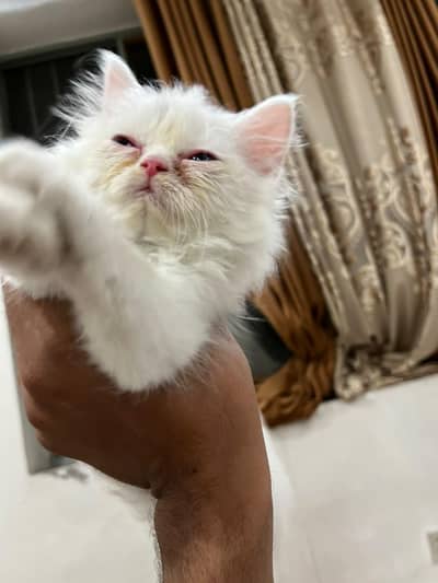 punch face female cat 52 days age