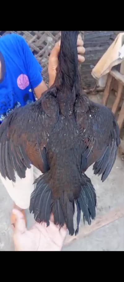 Pakistani old blood Madi for sale