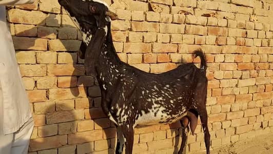 1 Bacchon Ka Sath Desi Bakri For Sale _03228068418