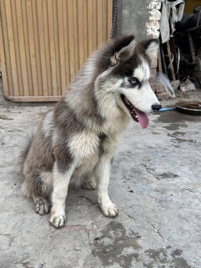 6 months alaskan husky