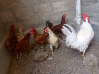 Hens for sale
