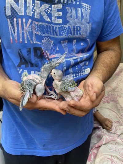 Ringnick chicks for sale