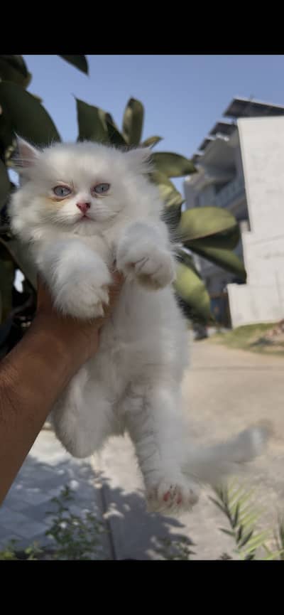 Persian kittens blue eyes odd eyes availabel