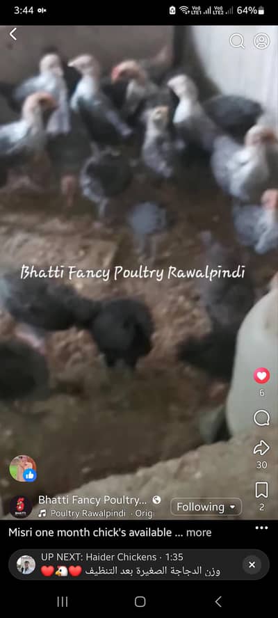 misri fayomi 3months chicks available