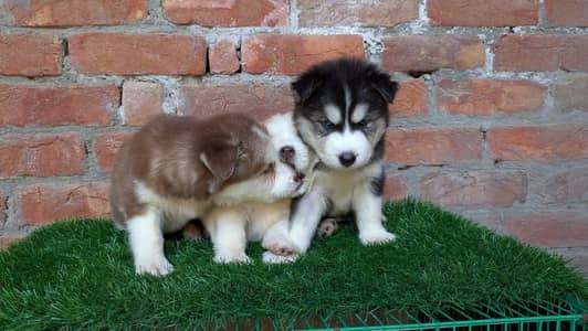 Siberian Husky puppy