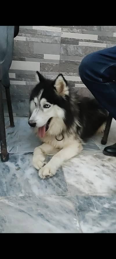 Siberian husky