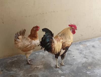 egg one pair for sale