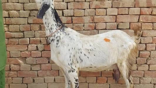 2 Bacchon ka sath Desi Bakri For Sale _03228068418