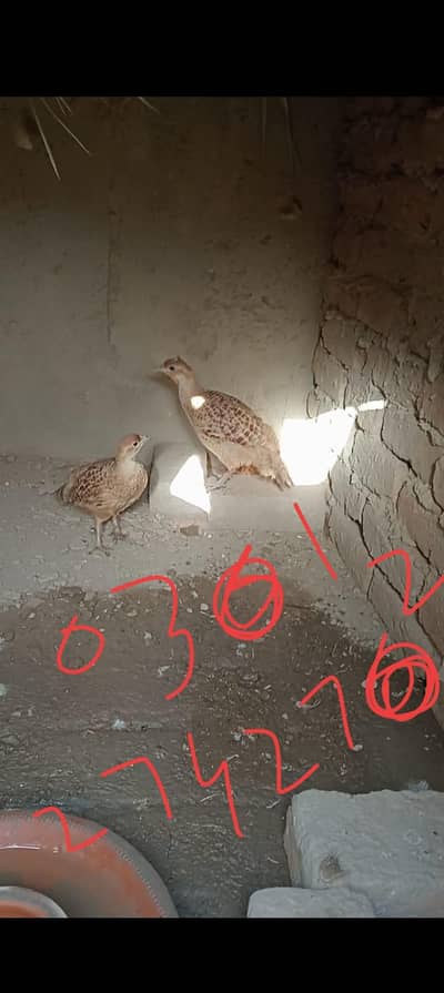 Irani teetar