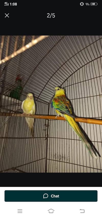 rump pair /eno cocktail / plumhead /Gouldian/ Love birds