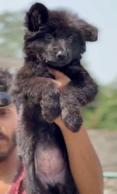 German shepherd puppies (pedigree)